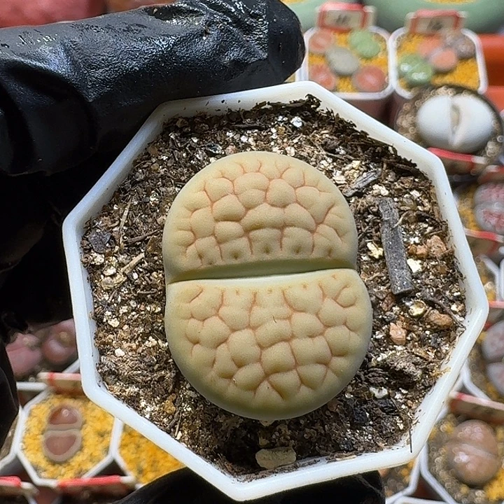 再***°生石花3//。在。65号