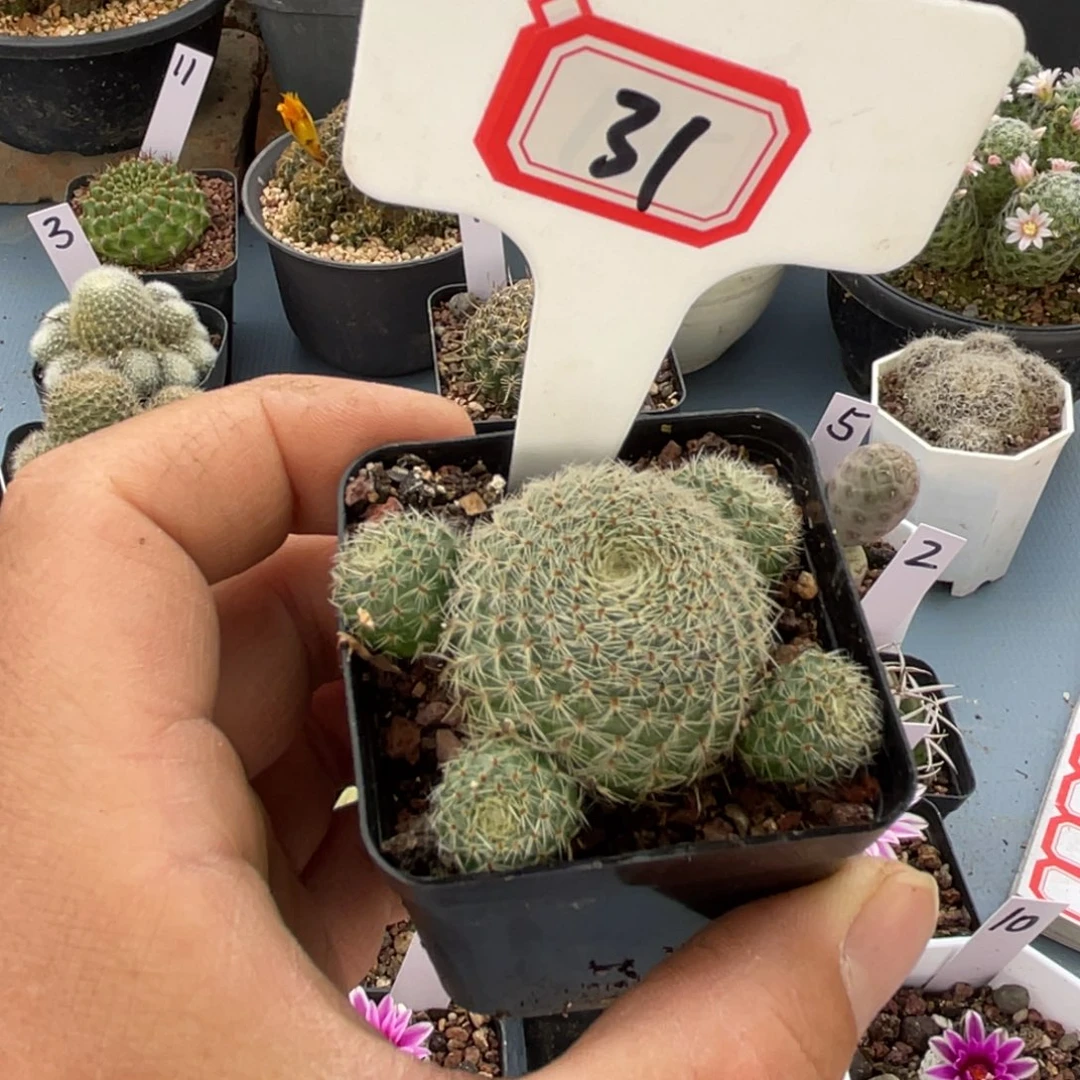 31往事多肉园仙人球