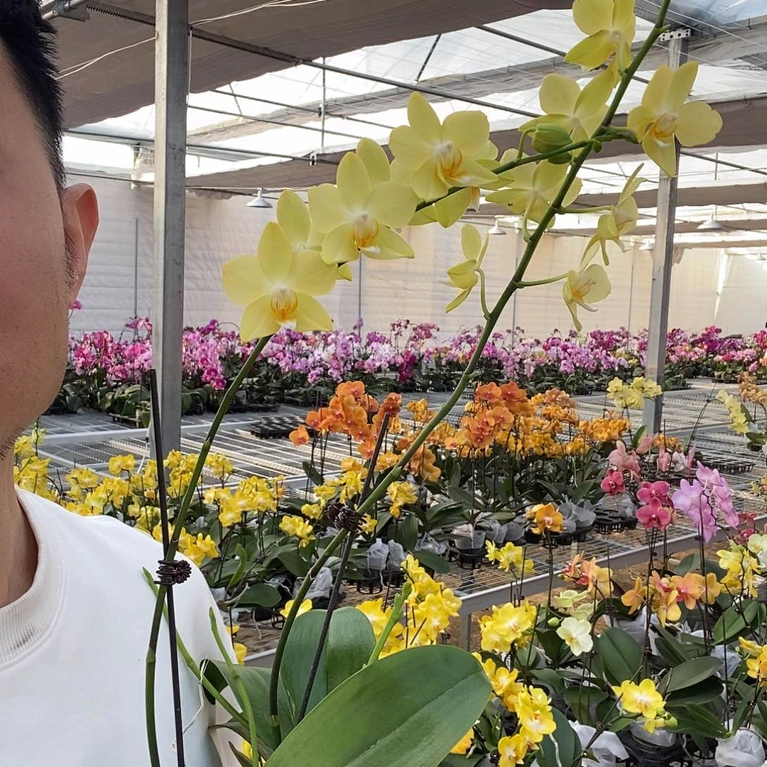 完全开放Ooooooh黄绿色串2棵