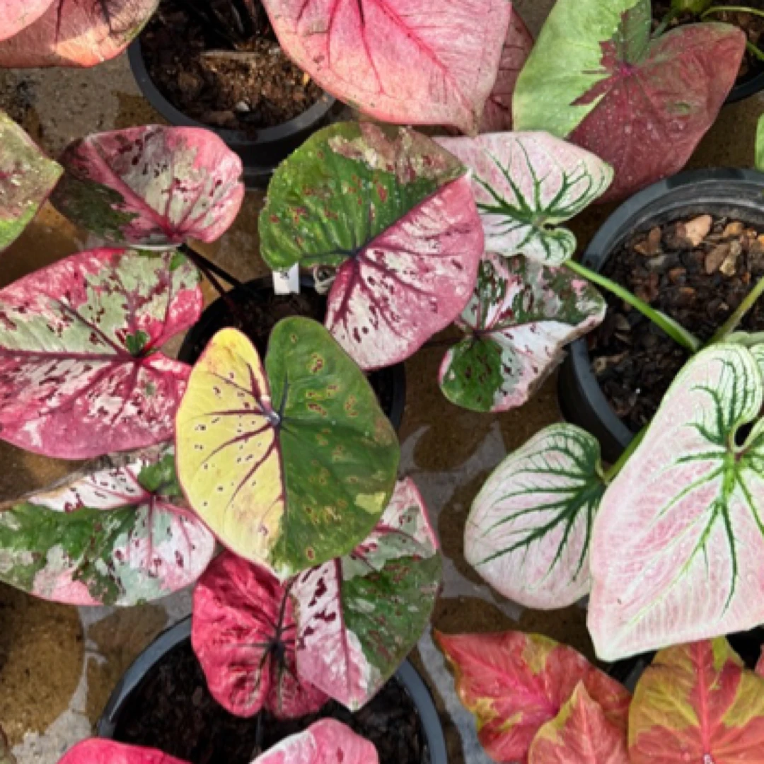 泰国彩叶芋/专拍/非现货/一物一拍/阳台植物