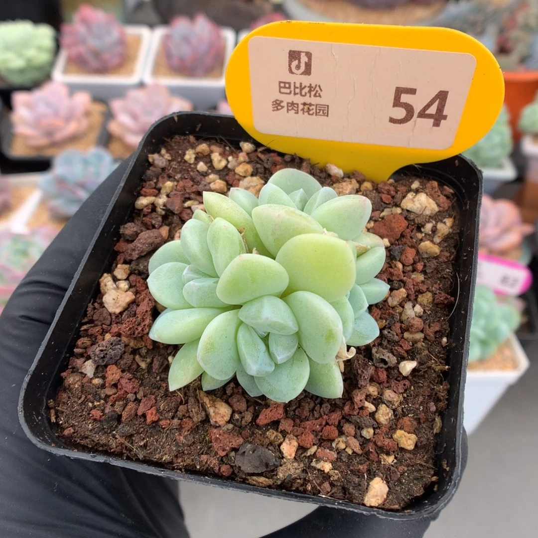 54 四头白底冰玉石化