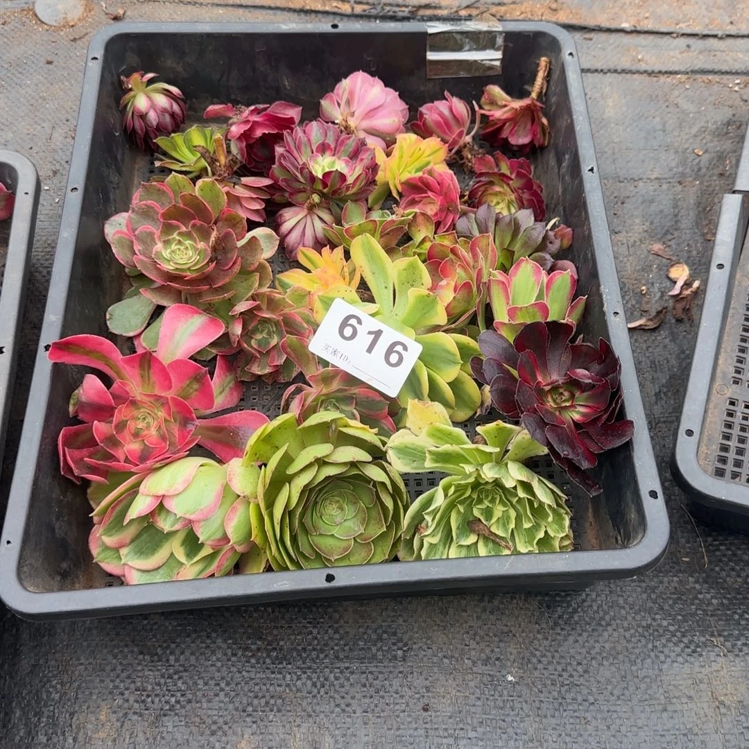 ****翔16砍头苗多肉植物616