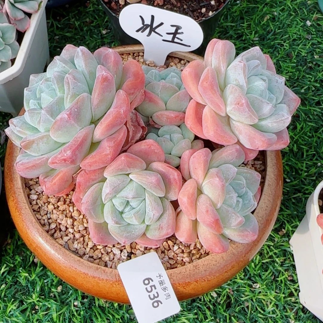 冰玉无砍，6536多肉植物