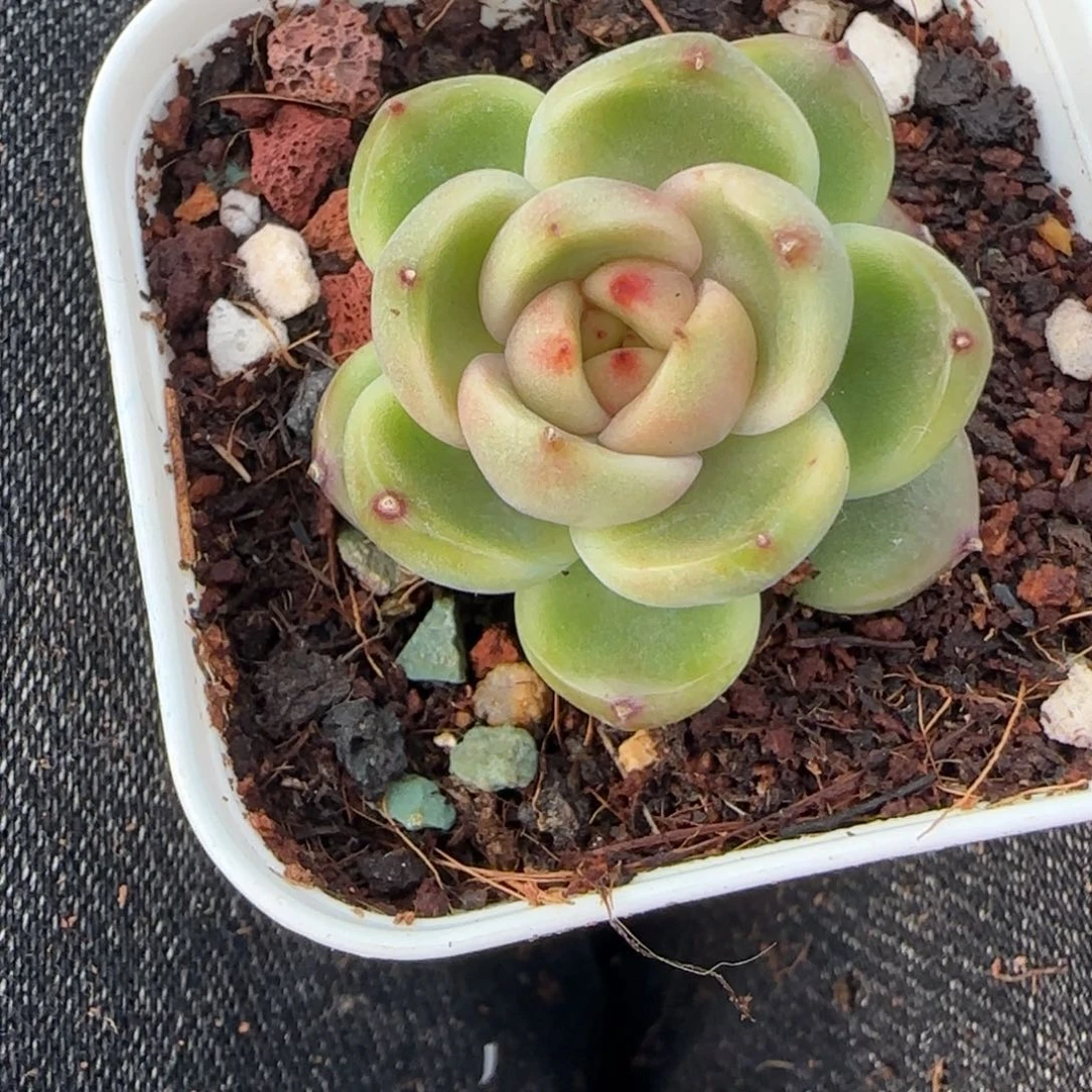 小卡拉米糖心一物一拍