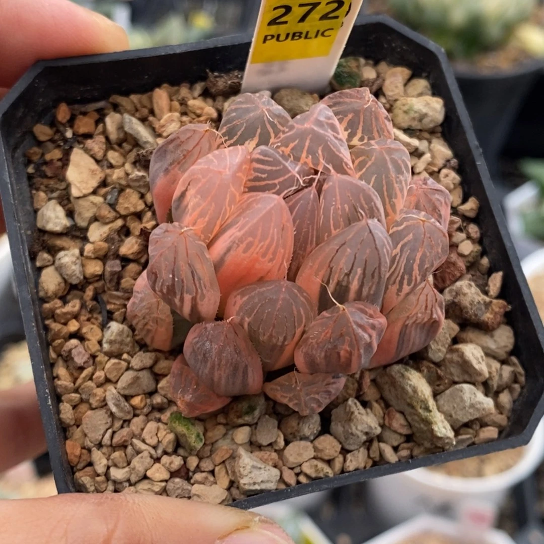 272号糊斑胭脂玉露锦
