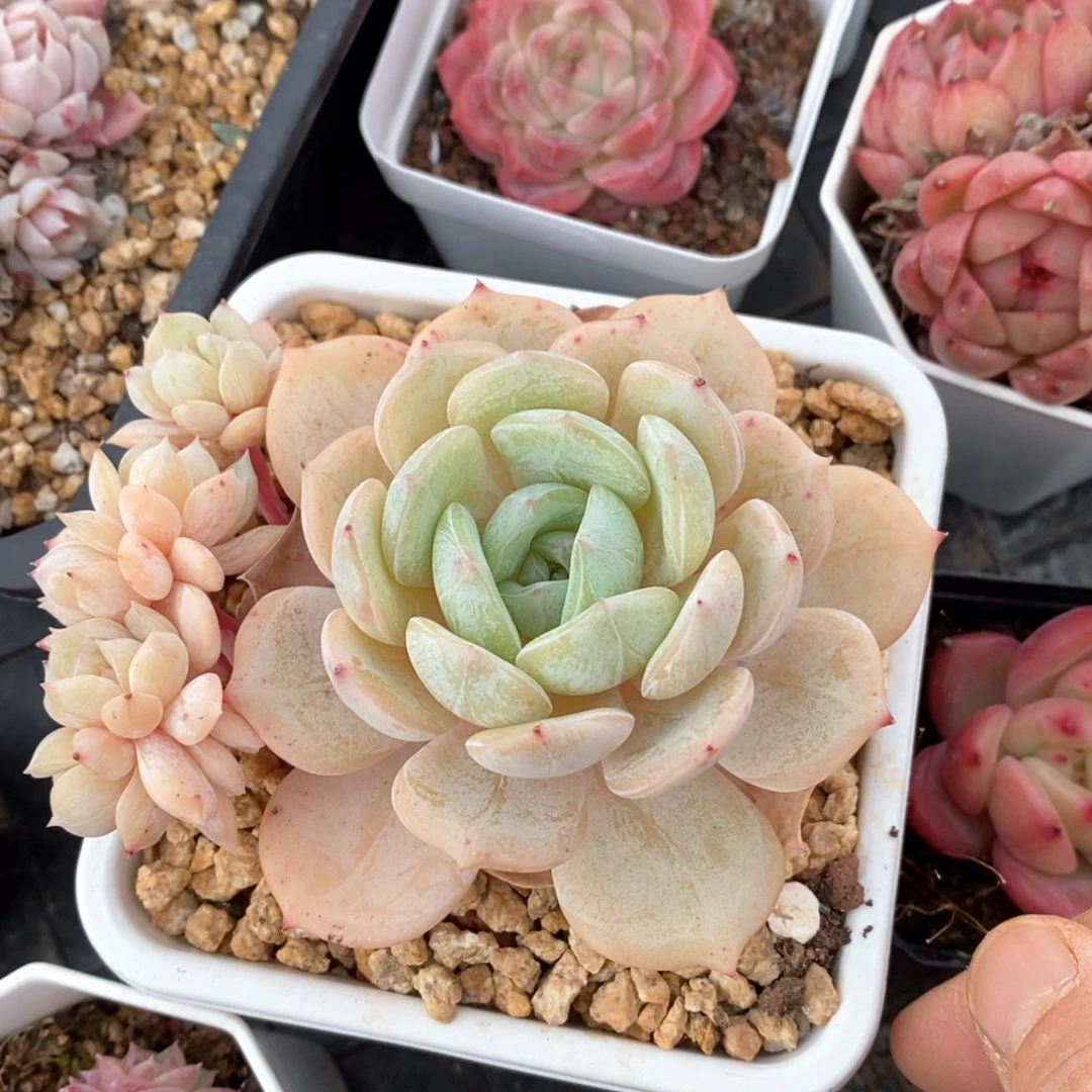 精品多肉一物一拍不包整94