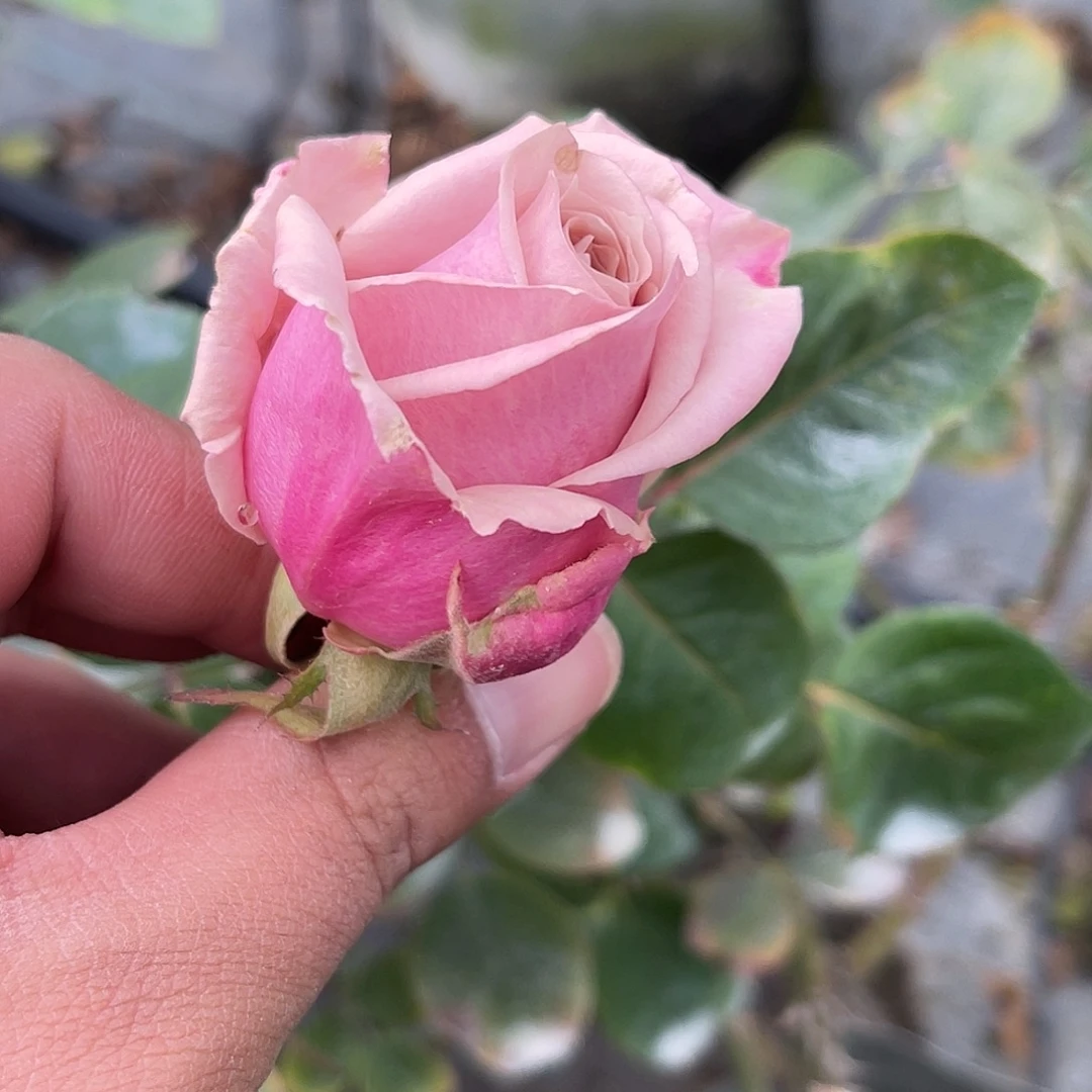 无花朵——-幽兰香 福利款