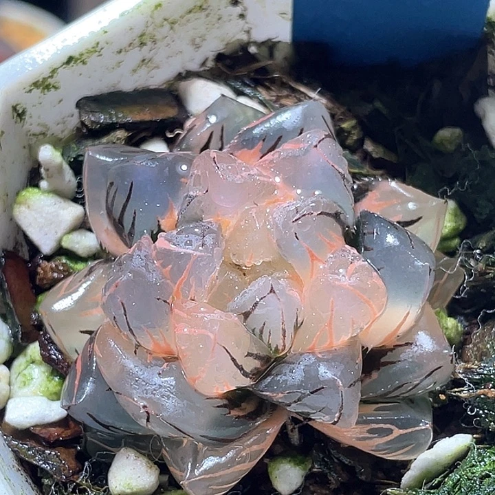 621水中月锦特选福利