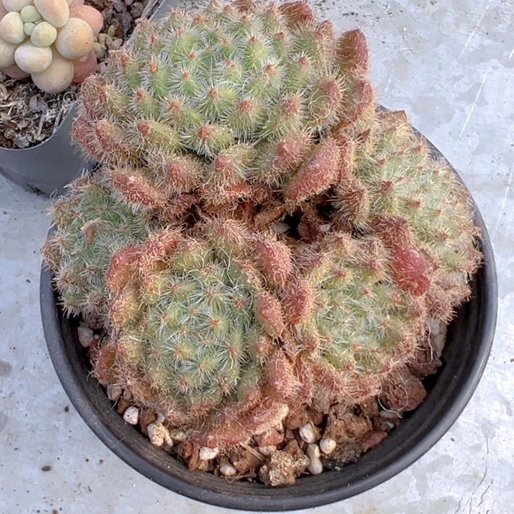 5头黄金果【一物一拍】两单包邮