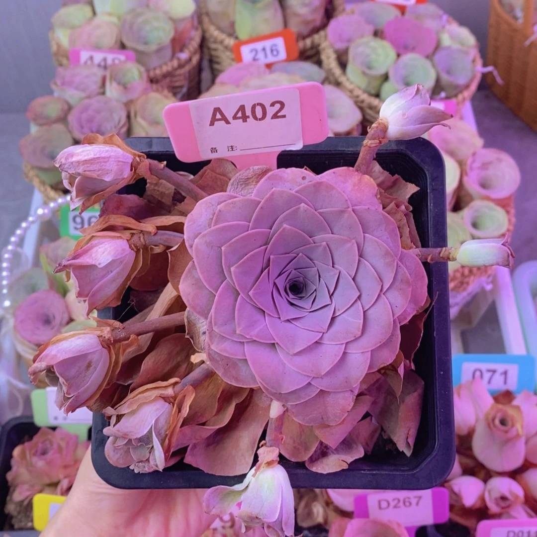 山地玫瑰一物一拍A402