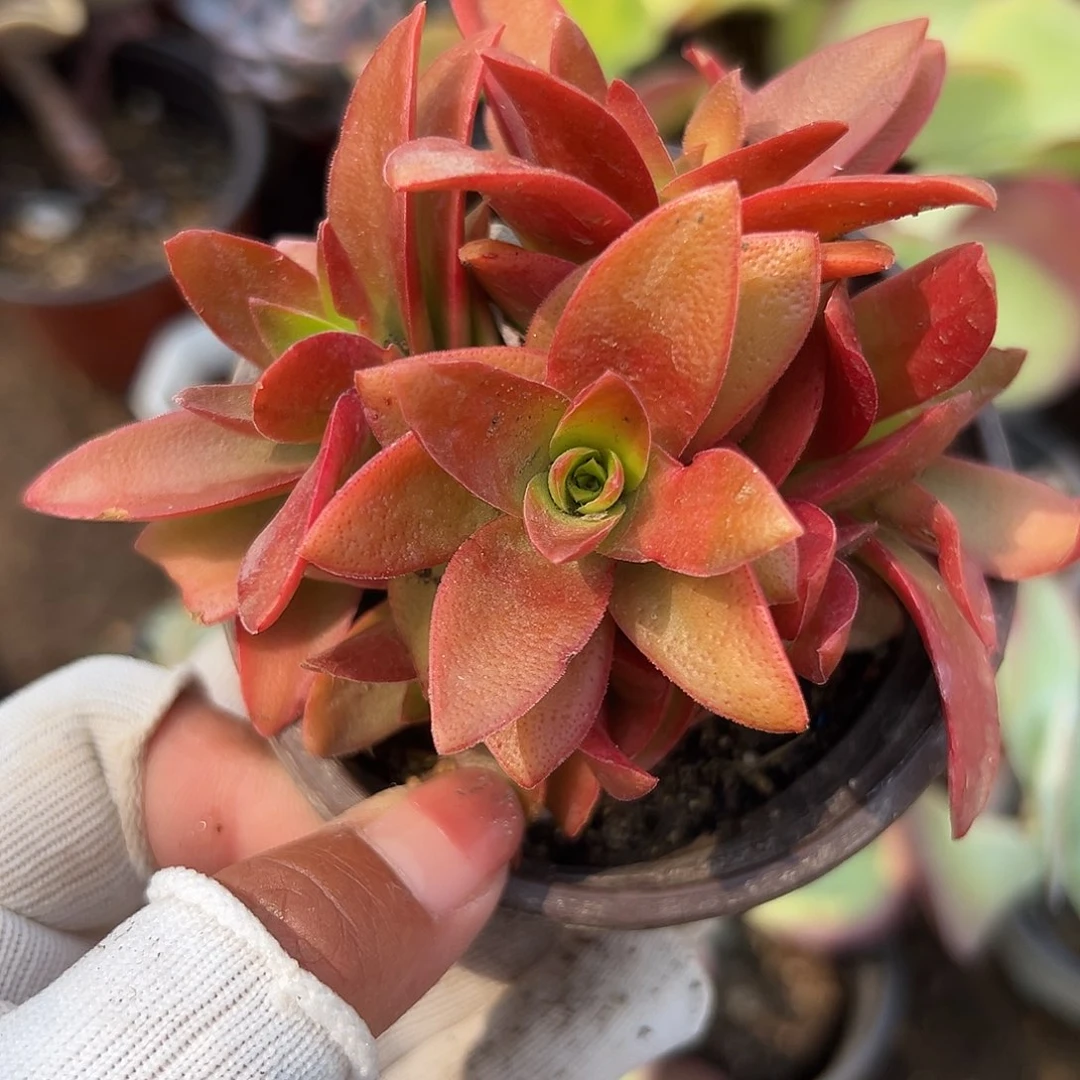 多肉植物火祭群生