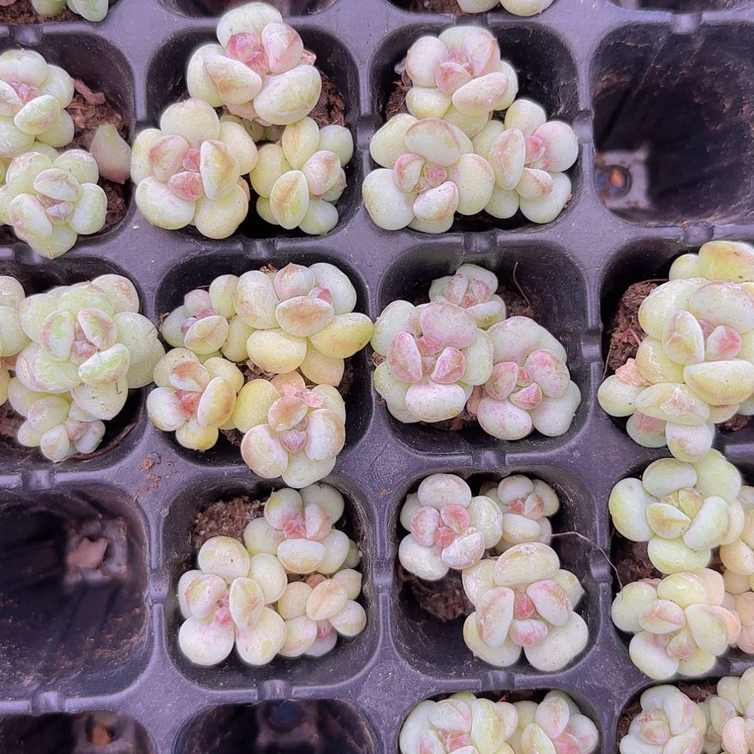 阳光玫瑰一颗量拍