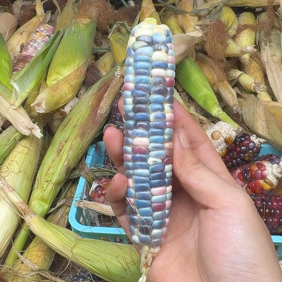 h***i梦之城新品，梦宝1号