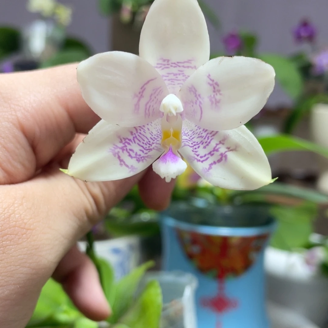 完全开放26叶瑕花期不保