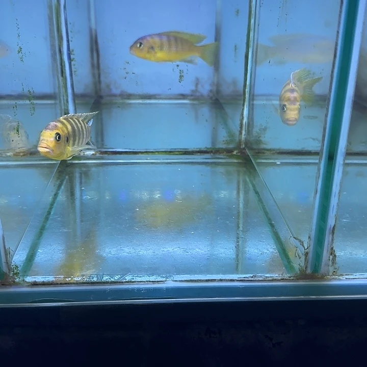 吃***众海水鱼29号111111111