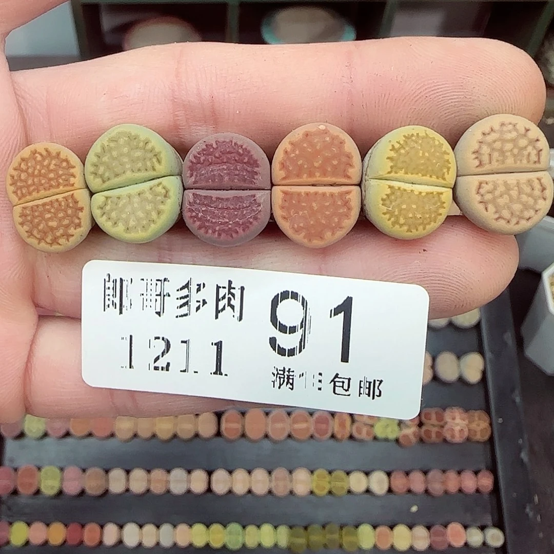 满满18包邮1211-91