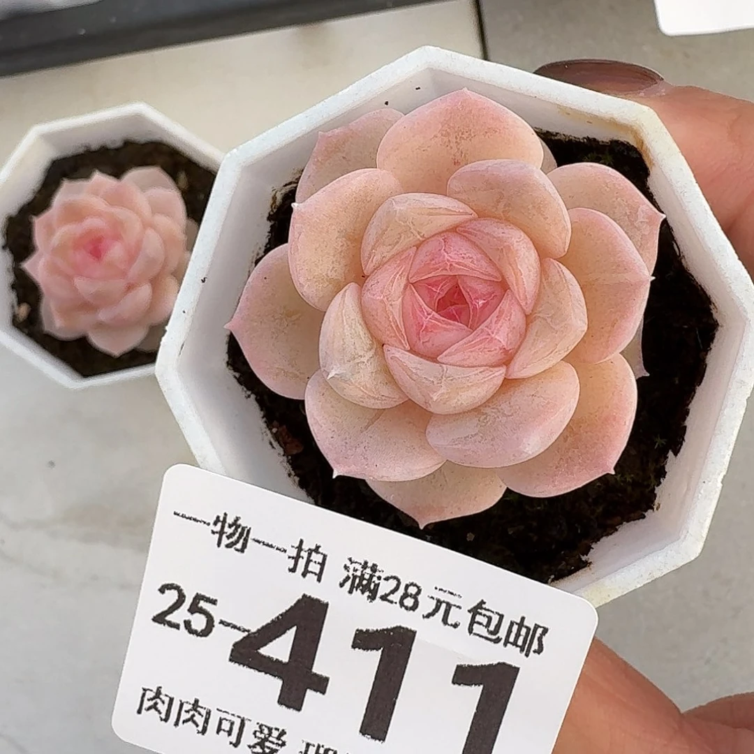 桃夭无盆土发货无