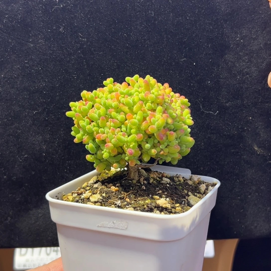 dy050精控蜜橘糖球直杆冠幅5.5cm