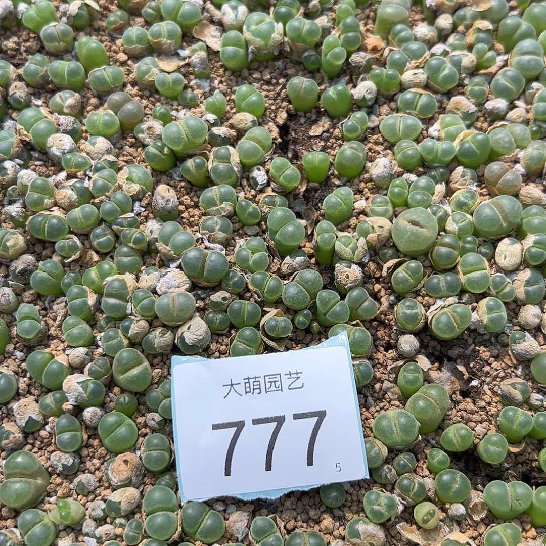 0000777量拍粉女1颗