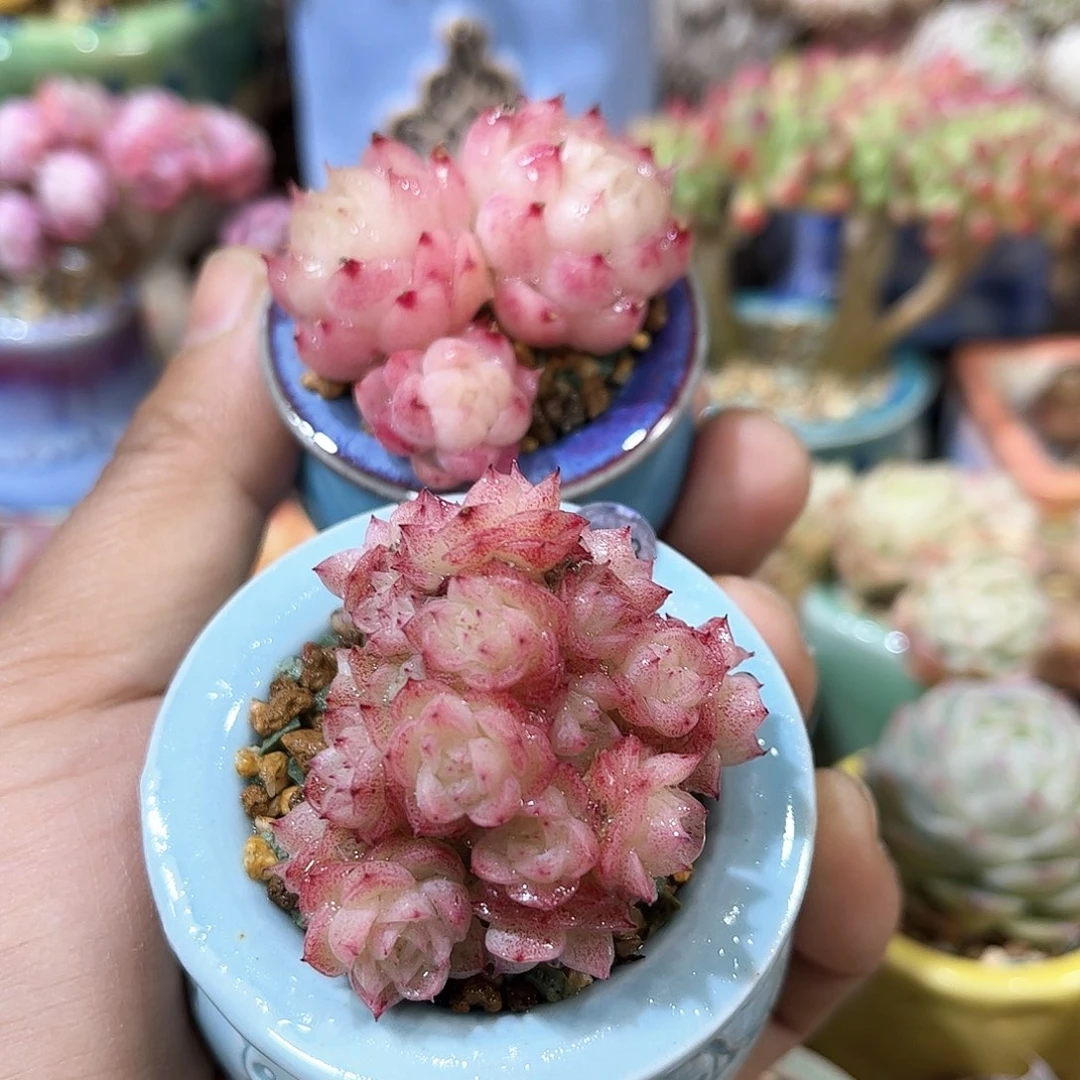 吴*茹908 含盆含土发货 30包邮偏远除外