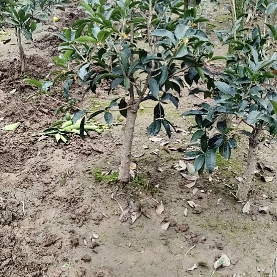 无花朵红花月桂桂花60