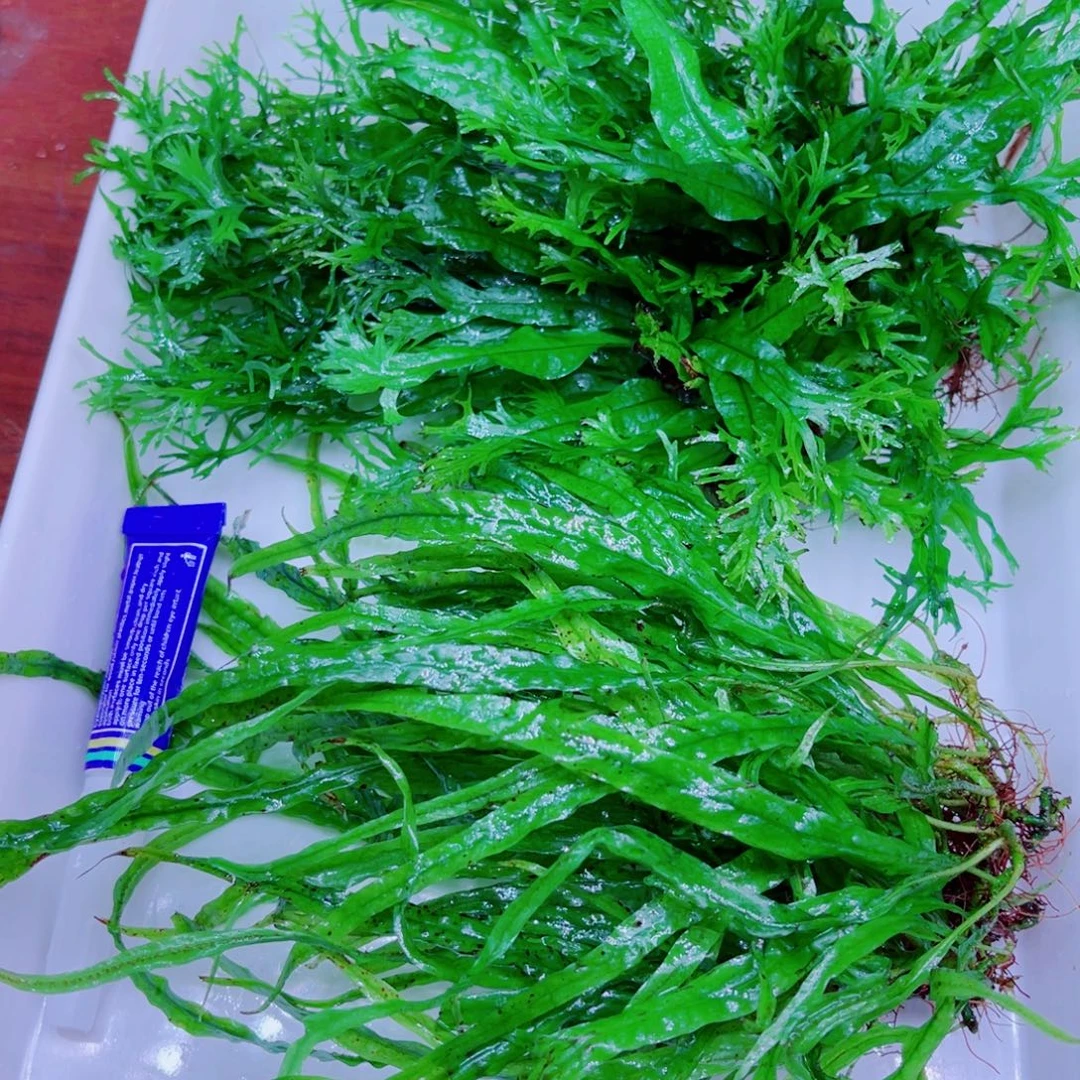 美小呆哇塞套餐一份