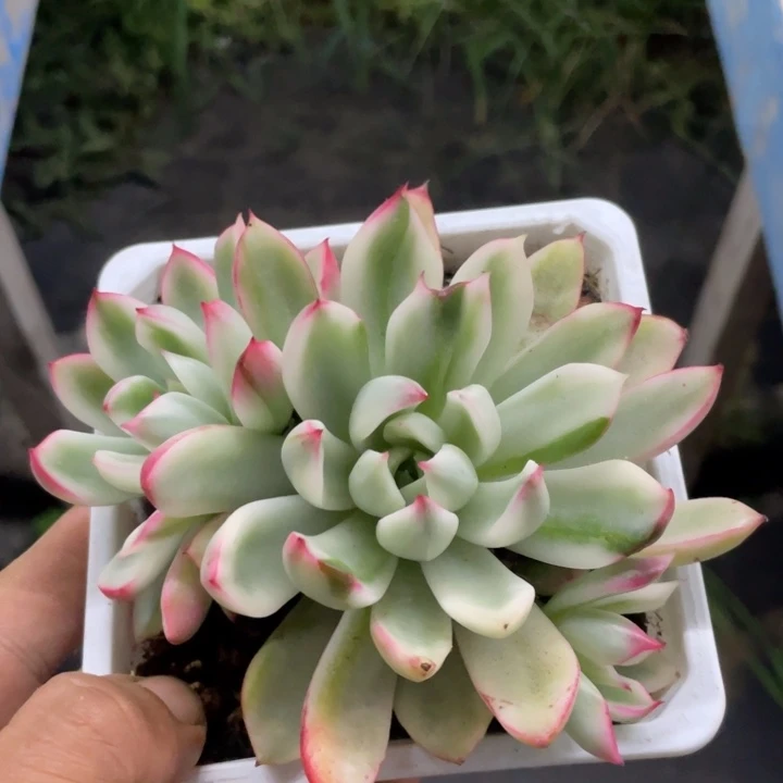 罗杰安娜锦一物一拍