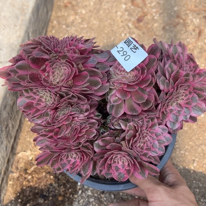 倾城缀多都植物290