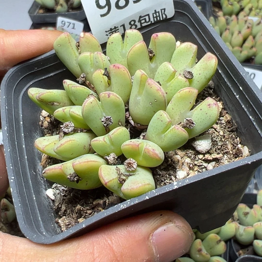 【闪购商品】 989。