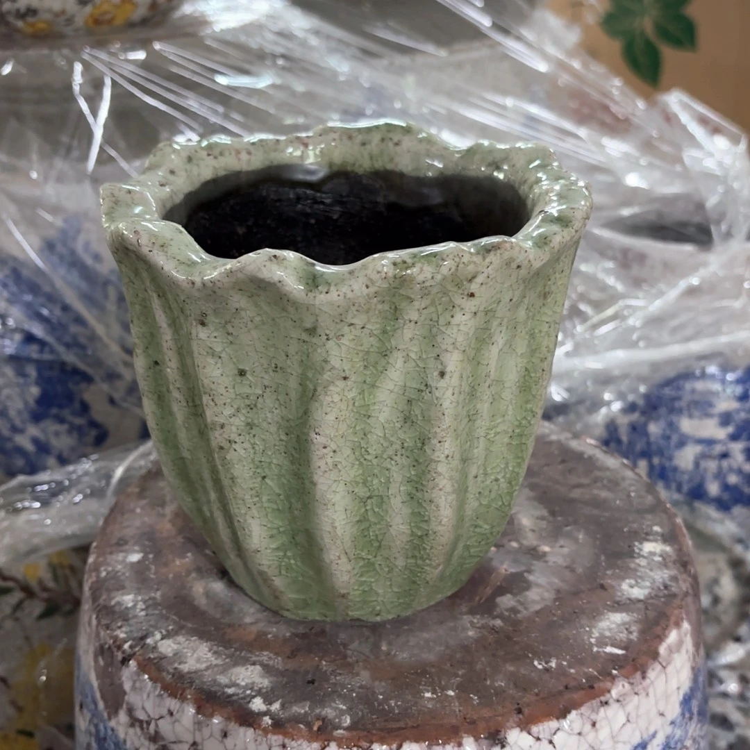 许纯的花房 绿色花瓣