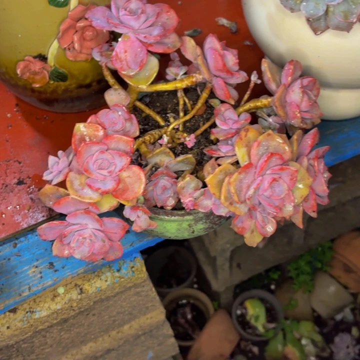 莲***子老桩精品肉肉彩虹糖