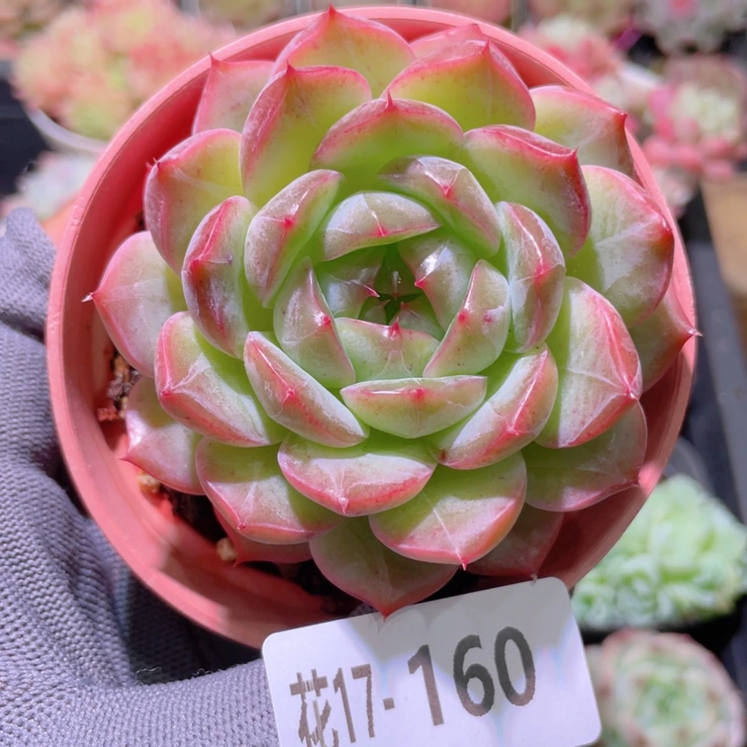 花利美17-160新品