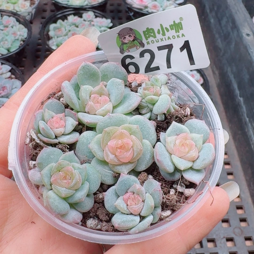 多肉植物多肉植物
