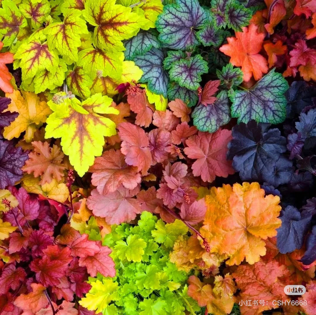 【宫廷小花园】大自的调色板四季观叶花卉耐阴耐寒拍六颗发八颗