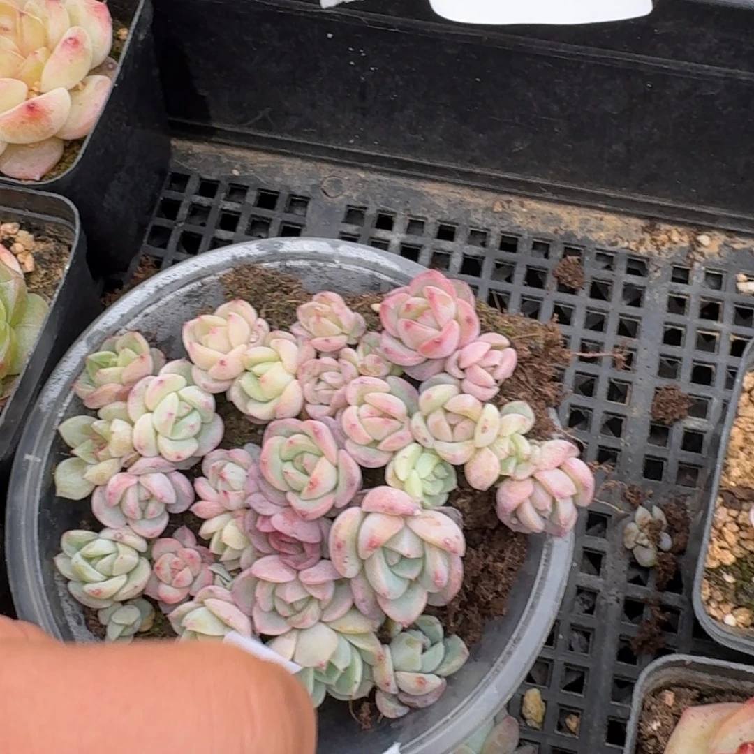 9-35珍妮切糕一盒量拍