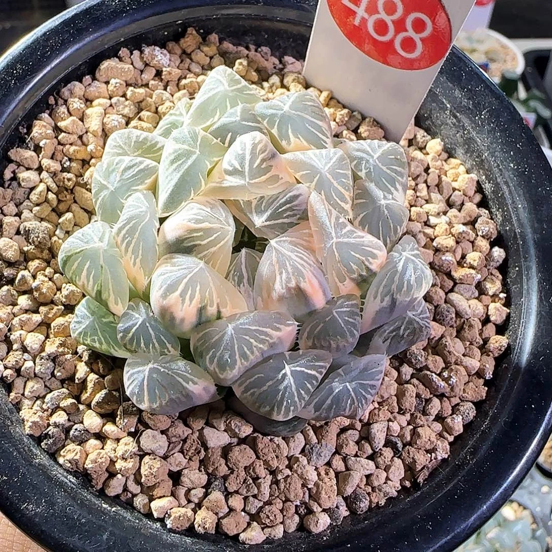 488号糊斑玉露锦一物一拍带盆土