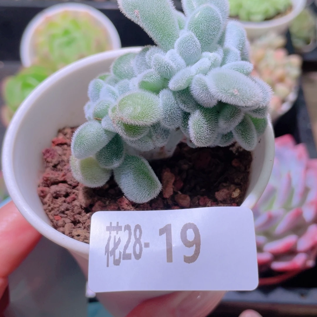 花利美28-19雪晃星缀化