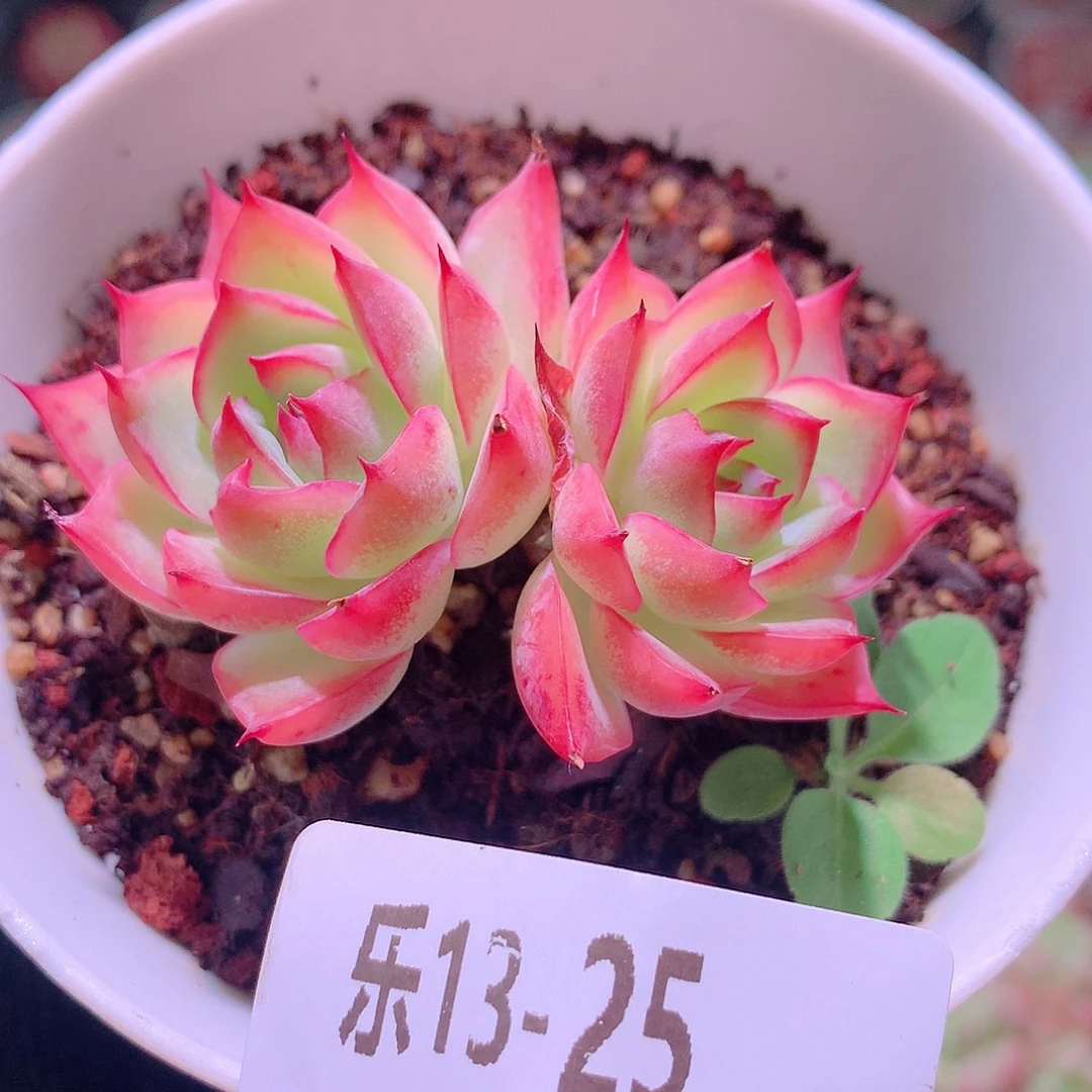 乐然13-25 粉水晶