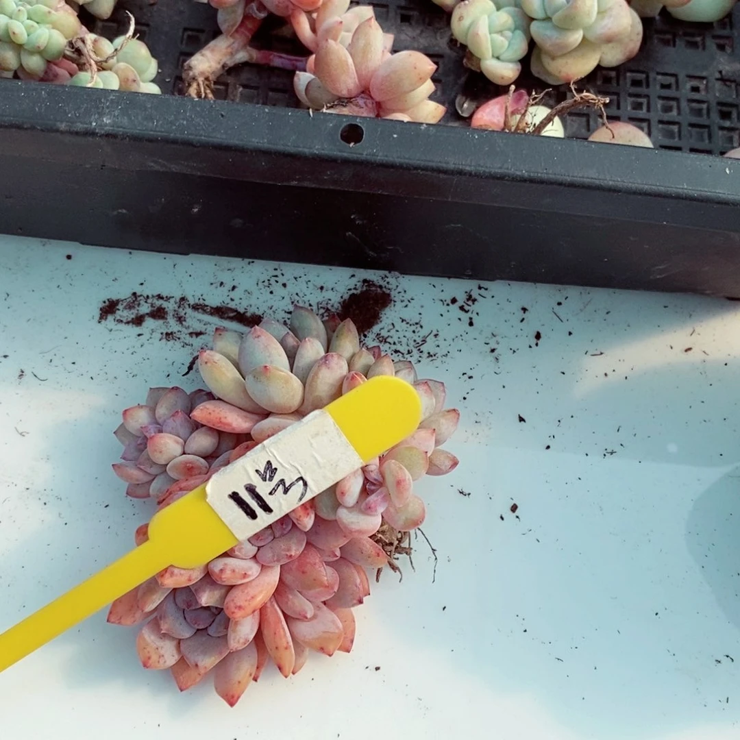 弯**11号的肉肉肉肉肉肉