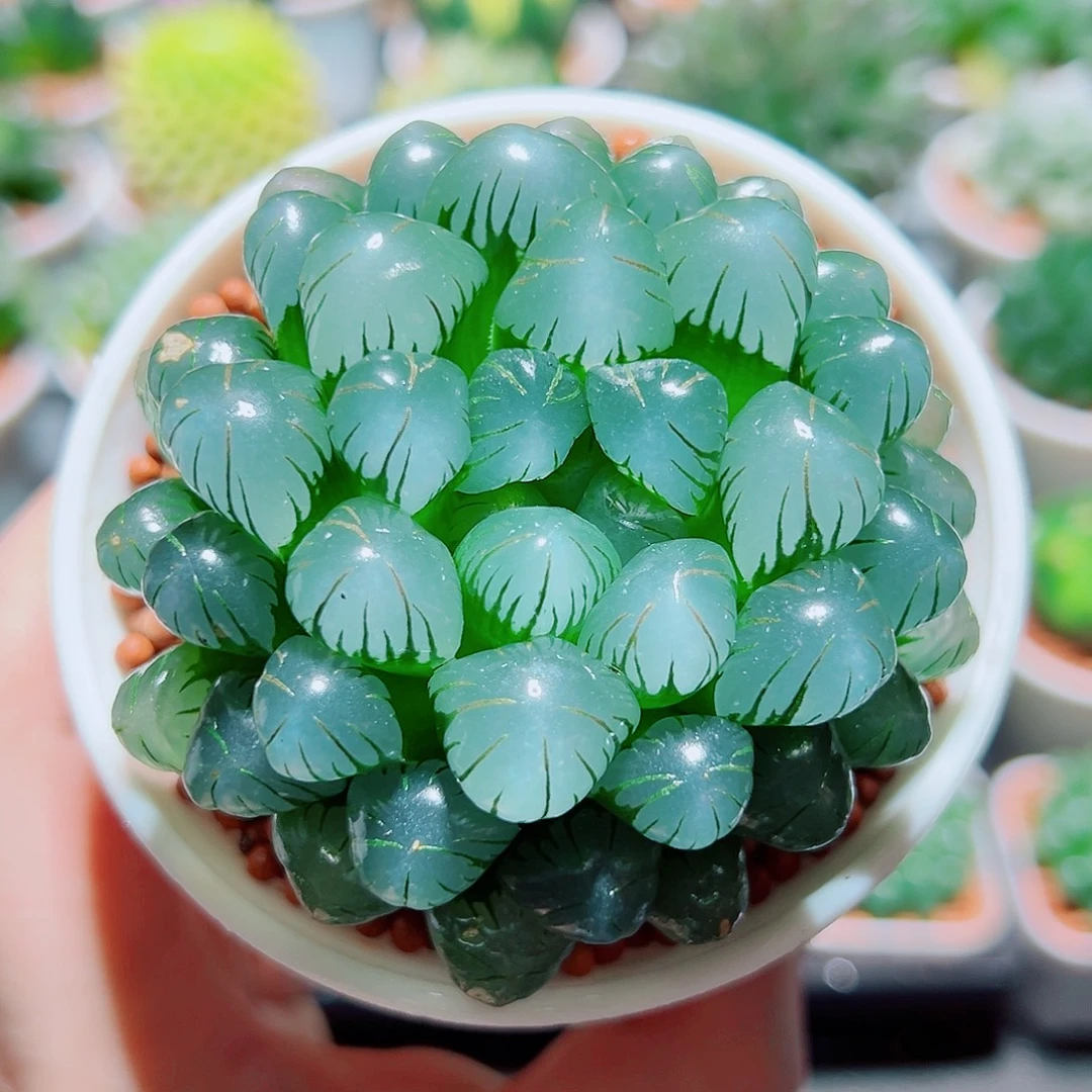 大冰灯玉露多肉多肉