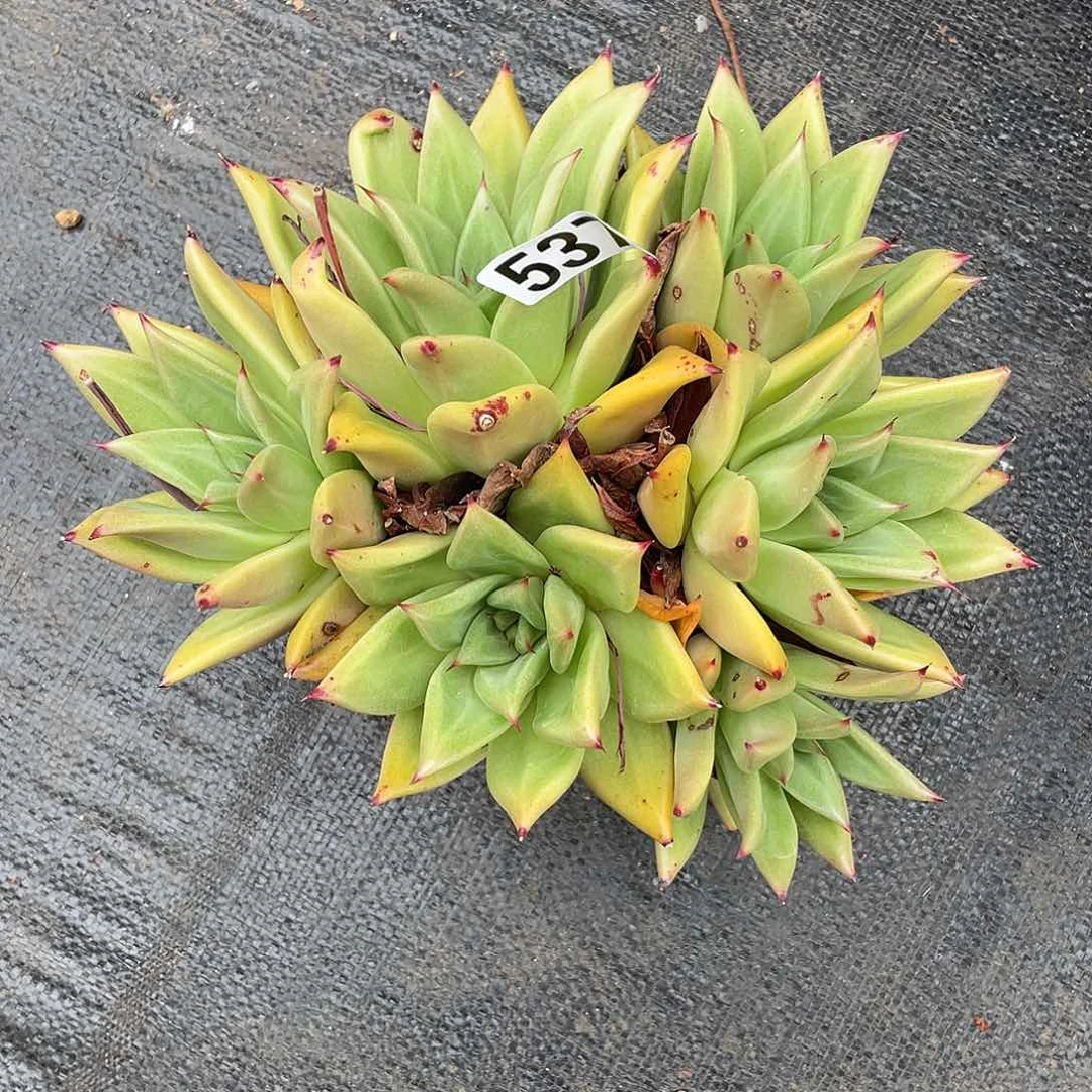 若如东云组拍537