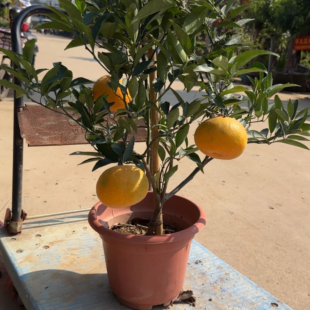 开***具无花朵果树11111111111111