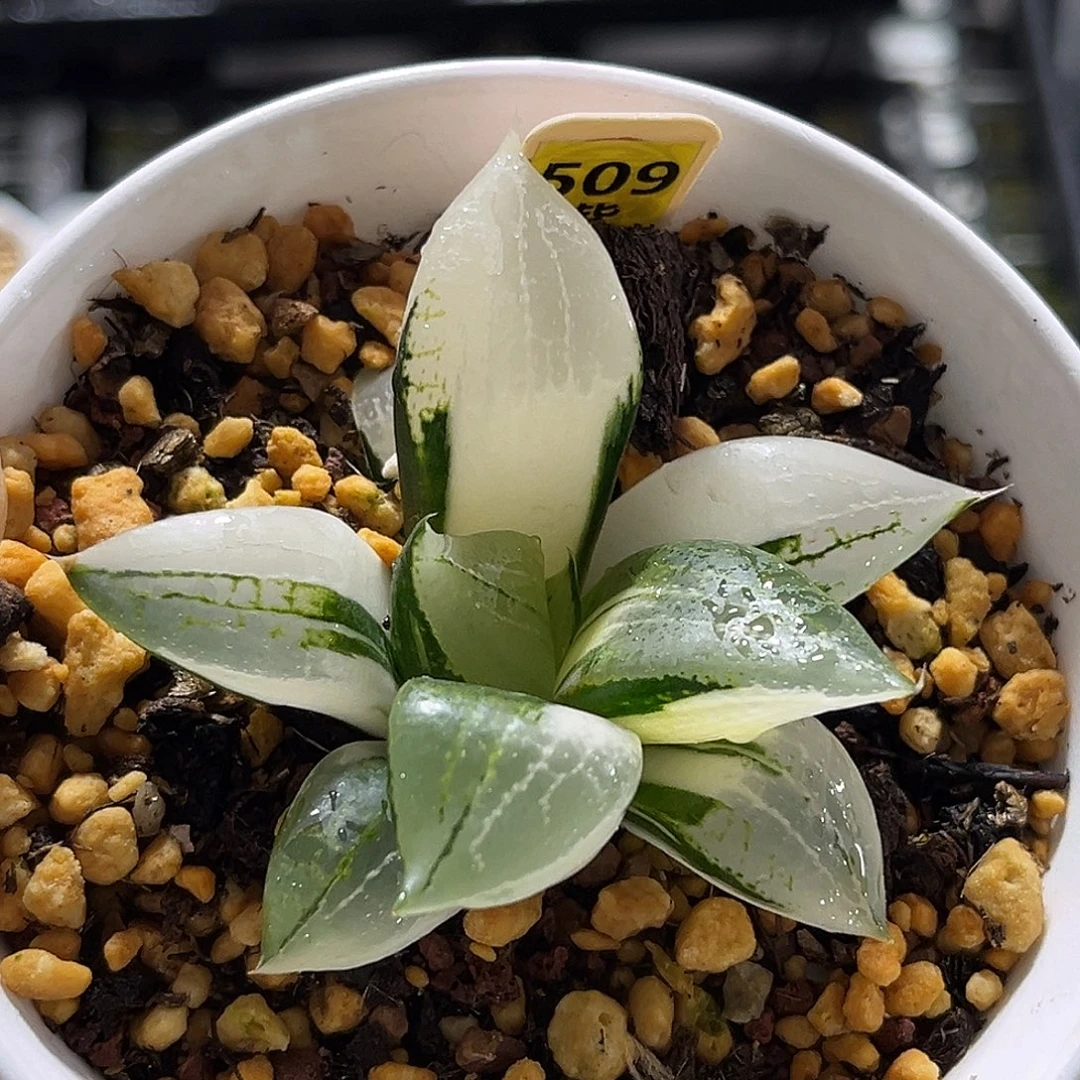 509裹斑若寿锦福利