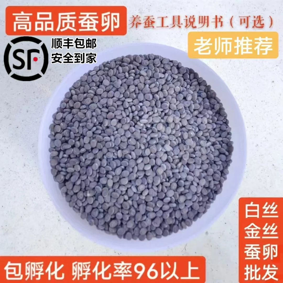 白丝金丝蚕卵结白色金色蚕茧桑叶蚕宝宝学生饲养盒工具蚕卵套装