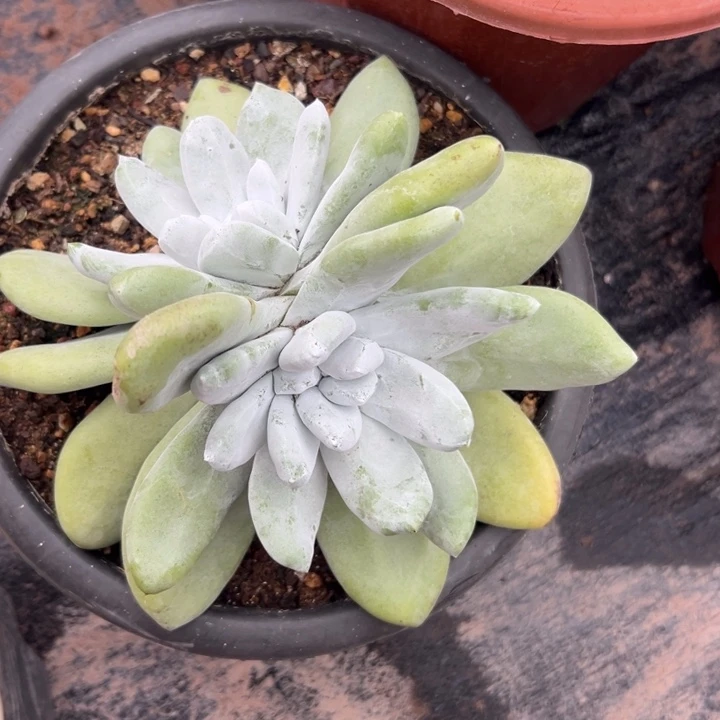福利拇指～一物一拍1001
