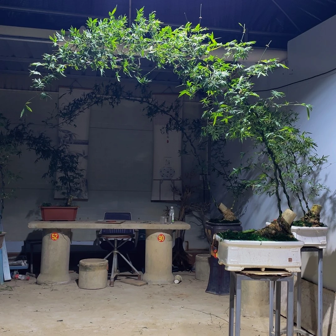 燕***馆无花朵小叶簕竹熟桩陶瓷盆一物一拍