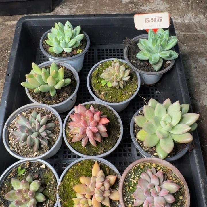 595多肉植物一物一拍