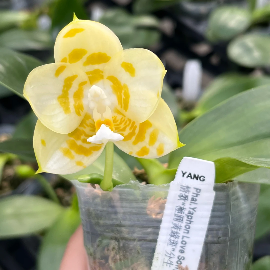 2.5寸 雅风情歌极圆（分生）-花苞株【叶瑕】 原生趣味兰