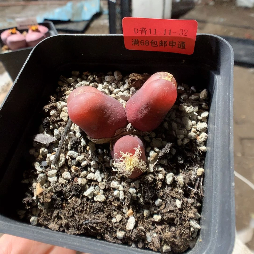 11-11-32    群生毛