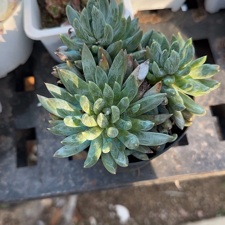 青蛙王子儿童牙膏11